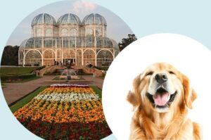 Plano de Saúde pet Curitiba